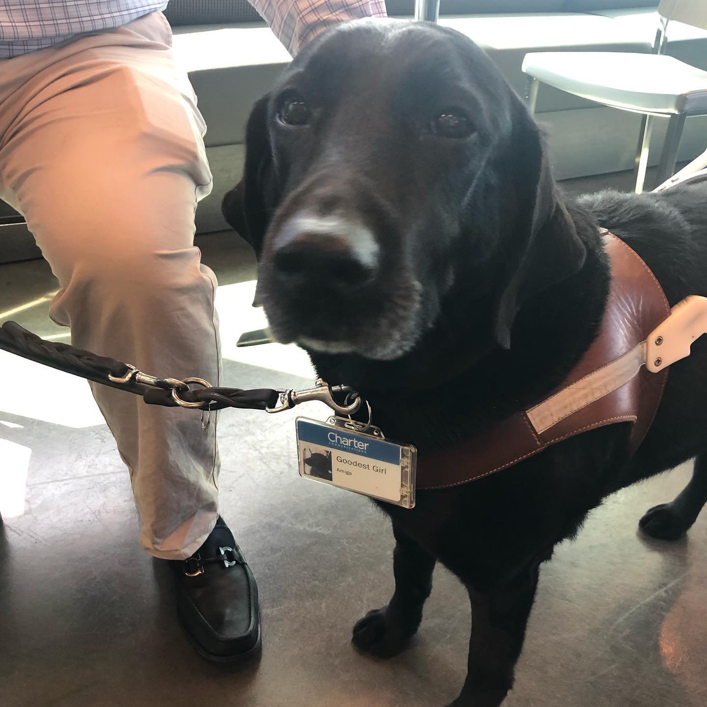 Amiga, Noah's black guide dog, wearing her working harness